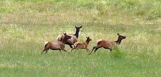 Wildlife in the Valles Caldera