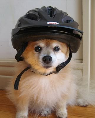[helmet+dog]