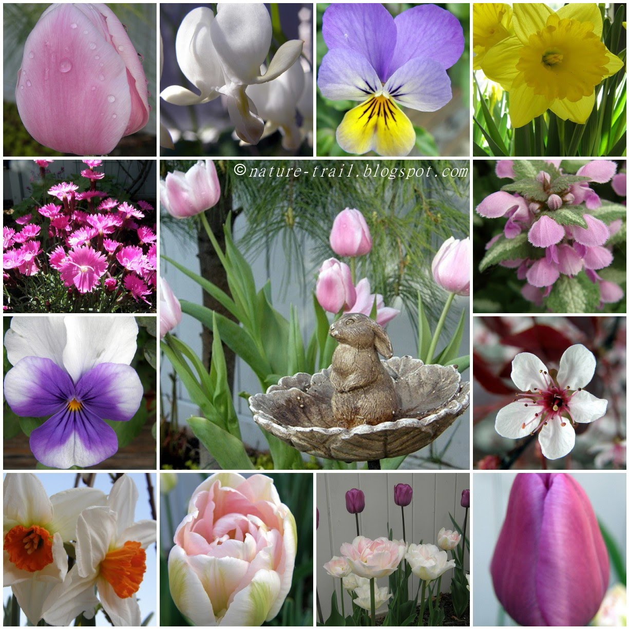 Albums 90+ Pictures Images Of May Flowers Sharp 10/2023