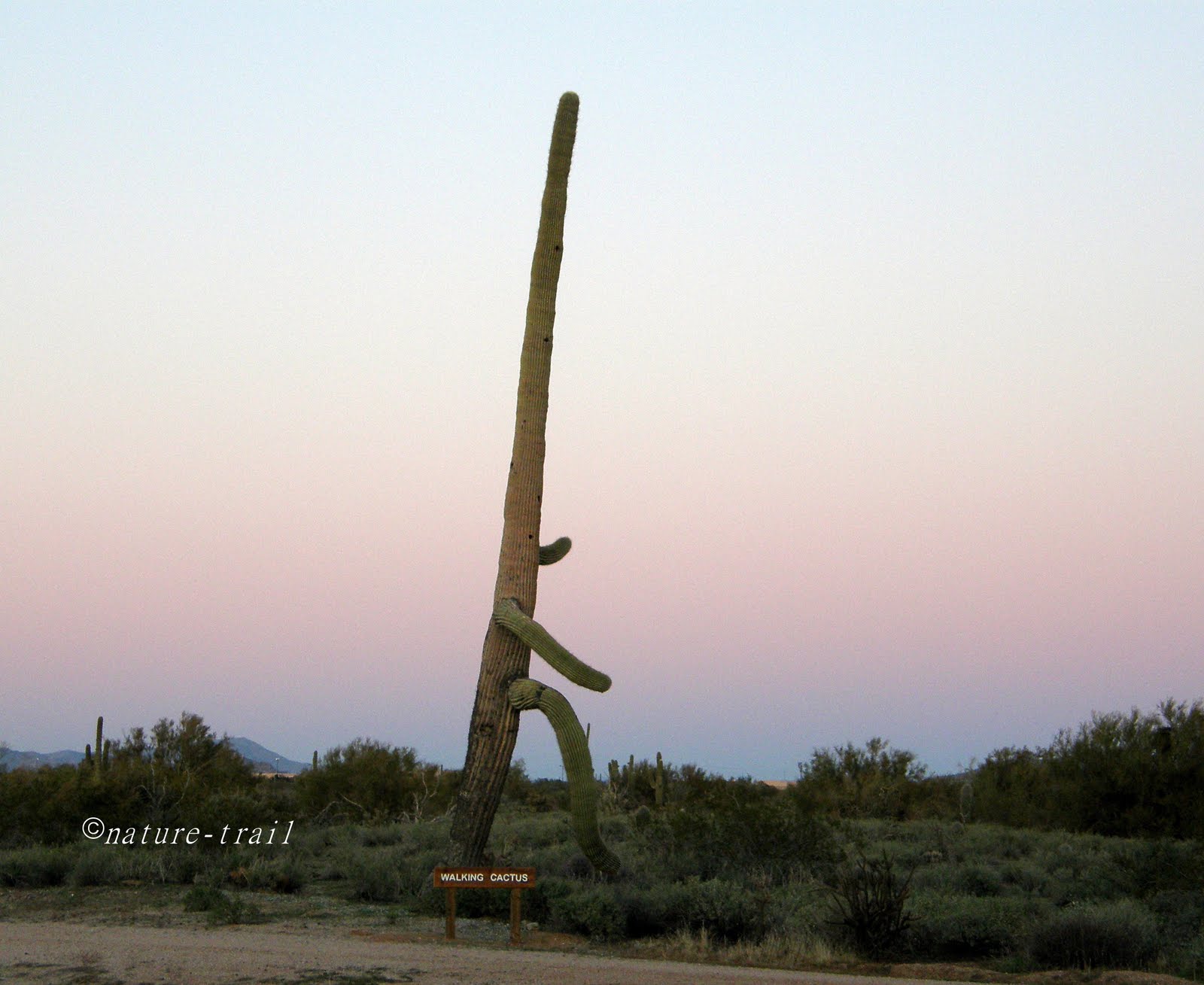 NATURE TRAIL February 2011