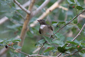 White-throated Robin