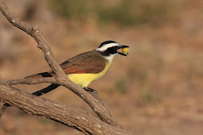 Great Kiskadee