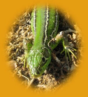 résultat cadre bord flou rond lézard