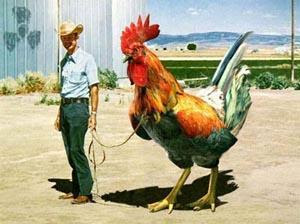 large cock