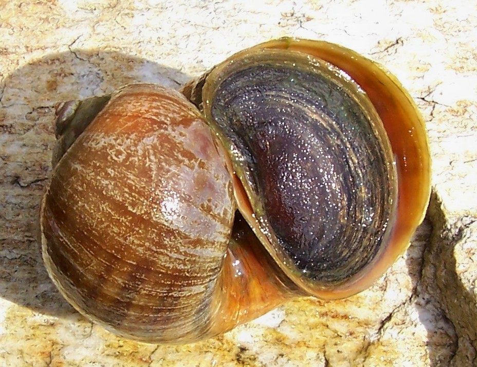 Panhead0422's Photographs APPLE SNAIL PICTURES AND FACTS?