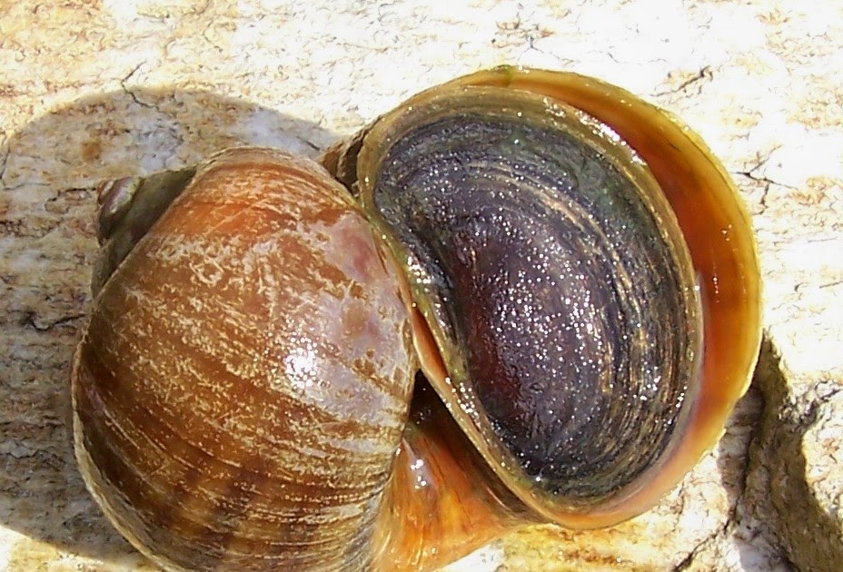 Panhead0422's Photographs APPLE SNAIL PICTURES AND FACTS?