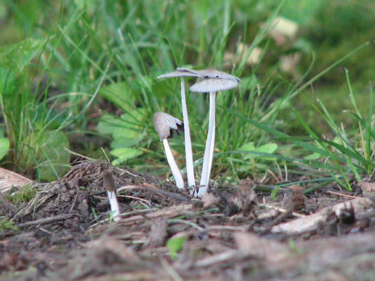 Toad Stools