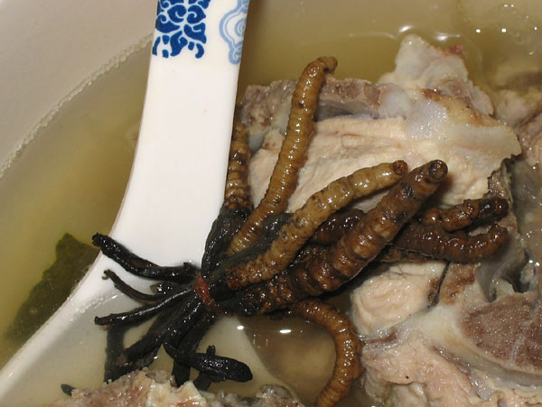 [weird-winter-worms2-797062.jpg]