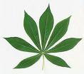 Daun Ubi Kayu