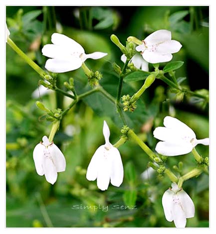 Chinese Natural Herbs Com Chinese Natural Herbs Com