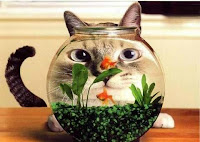 A Cat in the Fish Bowl !!!/