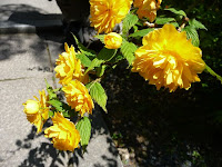 黄金色に輝くヤマブキの花