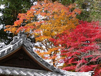 真っ赤に紅葉したモミジが美しい