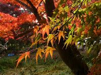晩秋の紅葉