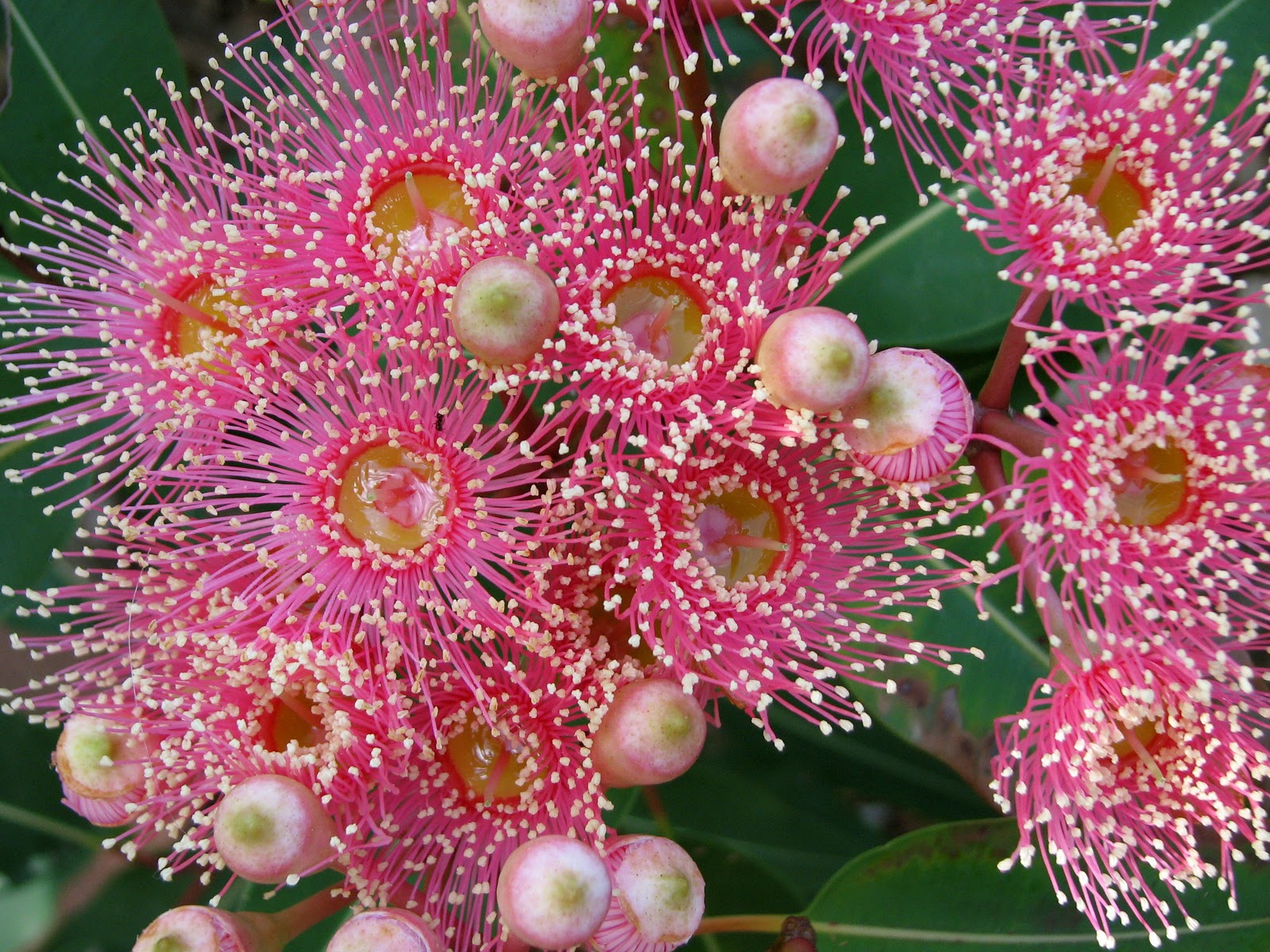 Acorn Place The Mystery Of The Thorny Plants