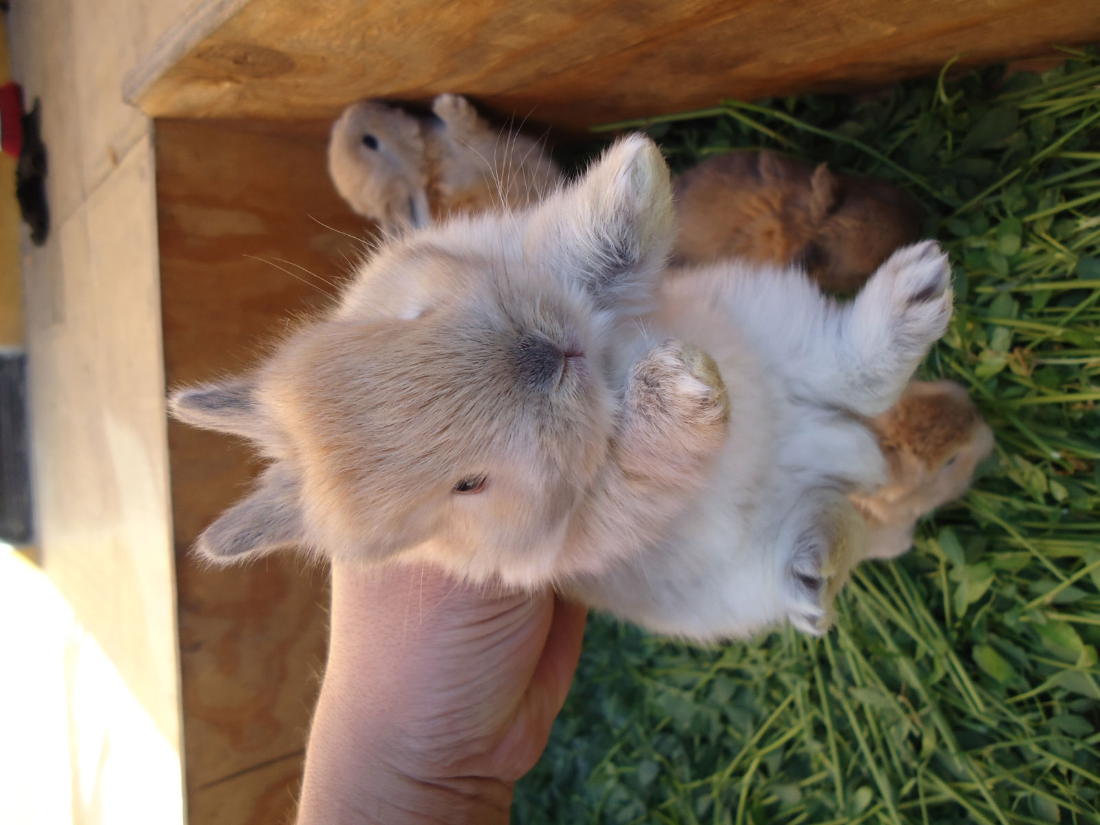 Conejos en venta Imagui