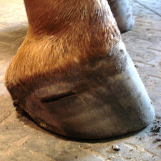 Дикое мясо у лошадей фото Torn hoof wall The Horse Forum