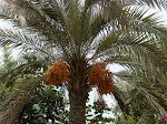 Palm Tree