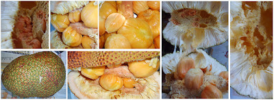 Delicious mix breed of Cempedak and Nangka - Cenangka Delicious mix breed of Cempedak and Nangka - Cenangka