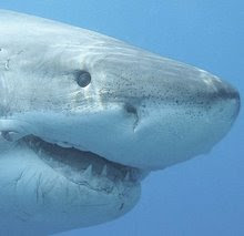 'Slash' Says: Blog, Don't Bite