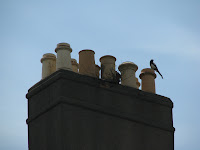 Magpie and chimney pots in downtown Dublin