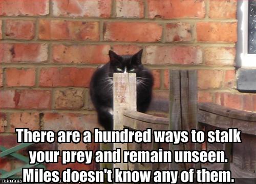 [funny-pictures-your-cat-has-very-bad-hiding-skills.jpg]