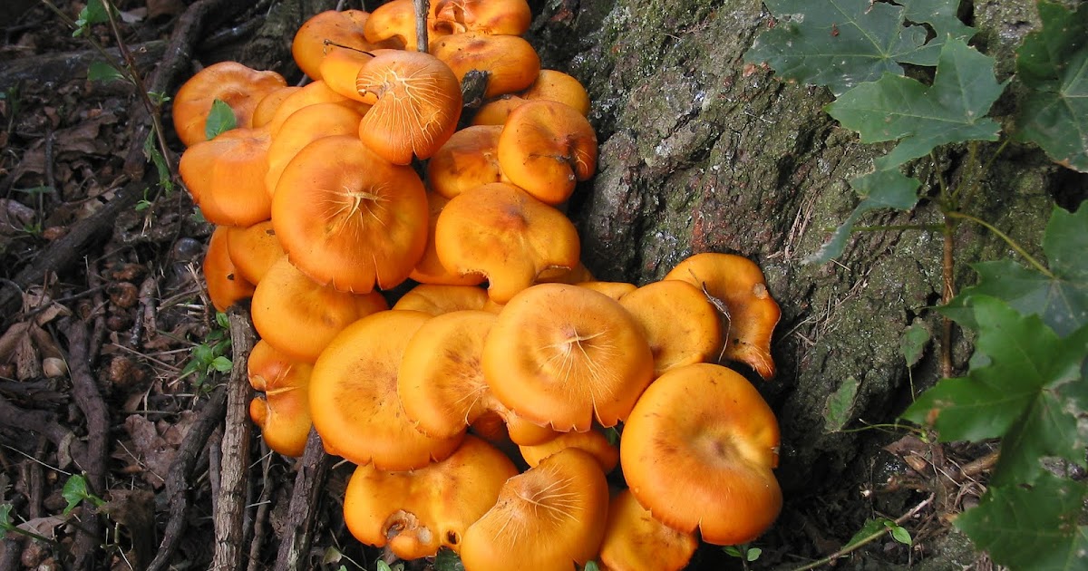 GreenWood Cemetery Trees orange mushrooms