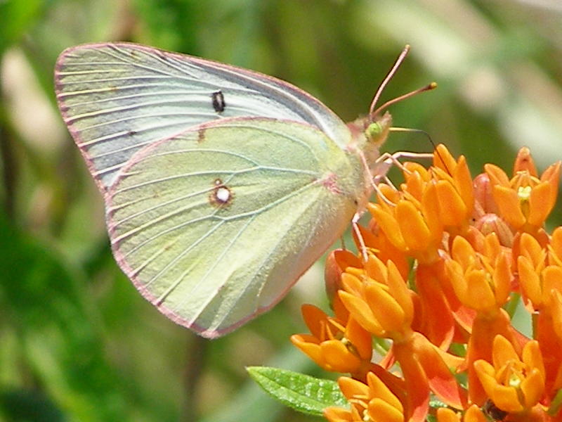 Blue Jay Barrens Clouded Sulphur Butterflies
