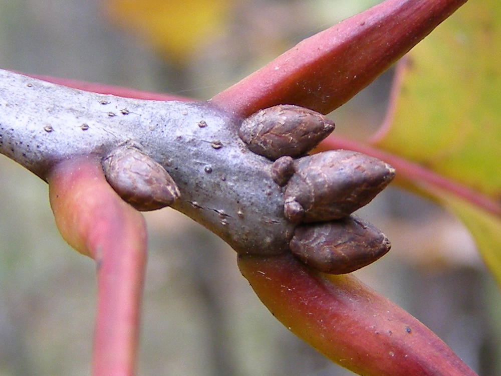 Red Oak Buds