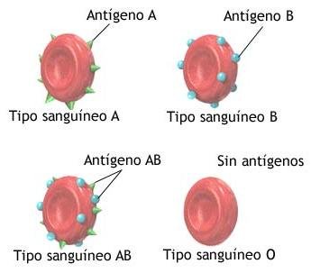 GRUPO SANGUINEO B NEGATIVO grupo sanguineo b negativo: