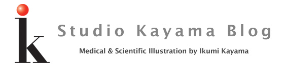 Ikumi Kayama Medical & Scientific Illustration