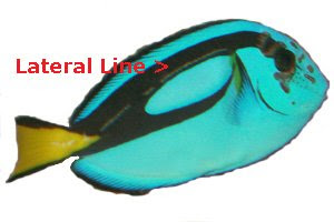 Blue Tang with Lateral Line erosion