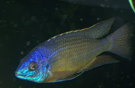 East African Cichlid Profiles