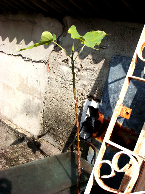 [DSC00251+copy.jpg]