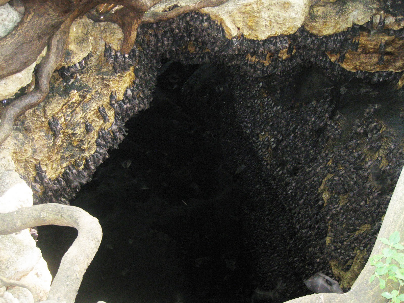 Adventurous Feet Part7 The Davao Experience Monfort Bat Cave in Samal Island