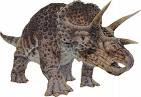 Triceratops!!!