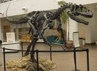 Allosaurus!!!