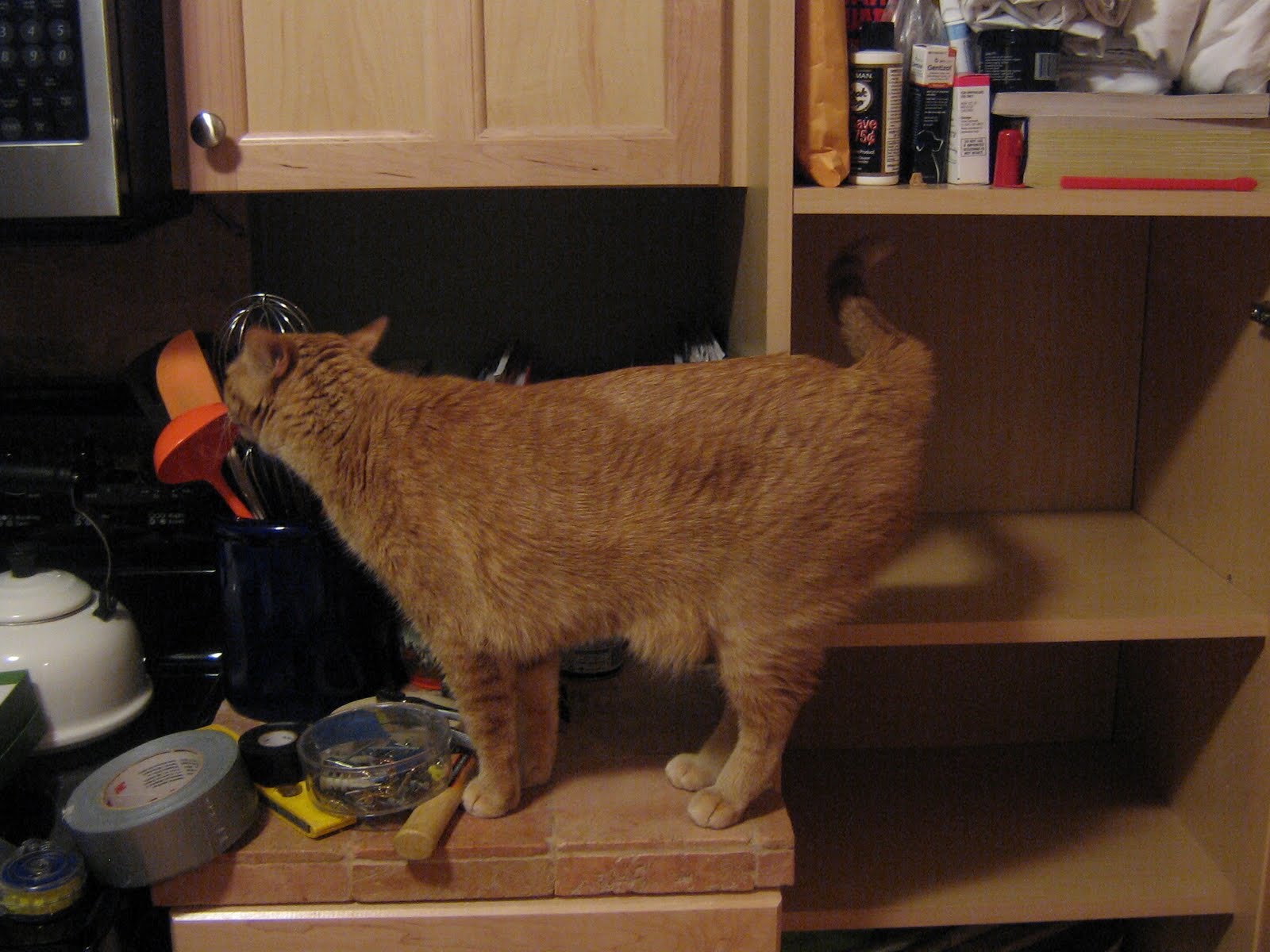 It’s So Nice To Have A Cat Around The House Better Living Through