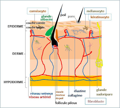 Les taches de pigment sur la peau du cou