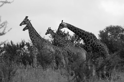 Kruger Park, Africa do Sul, Janeiro de 2009
