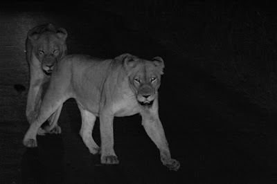 Kruger Park, Africa do Sul, Janeiro de 2009