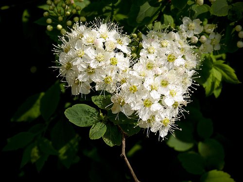 [2383567374_551f597f8b[1].jpg]