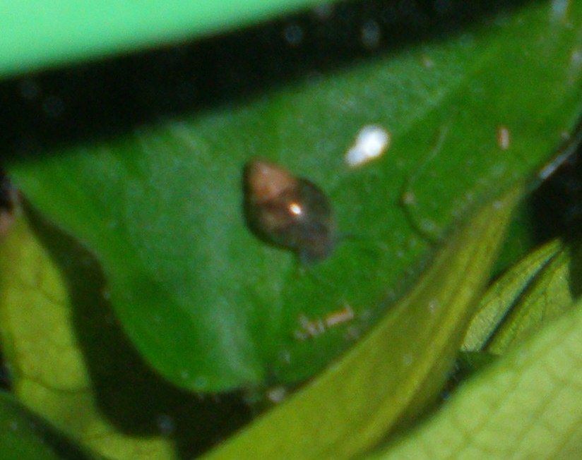 [CÃ³pia de P3010123.JPG]