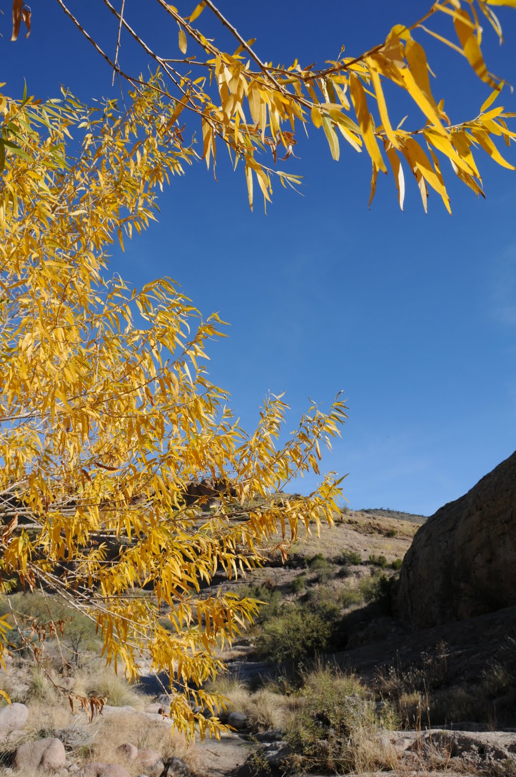 Arizona Hiking HACKBERRY SPRING FALL COLOR,2010