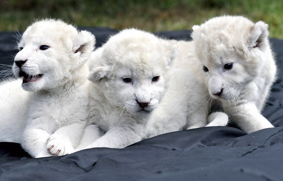 White Lion Cubs: $138000. White Lions do exist in the wild but are extremely 