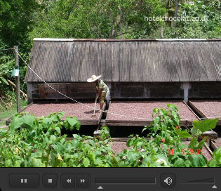 Hotel Chocolat Rabot Estate Cocoa Plantation