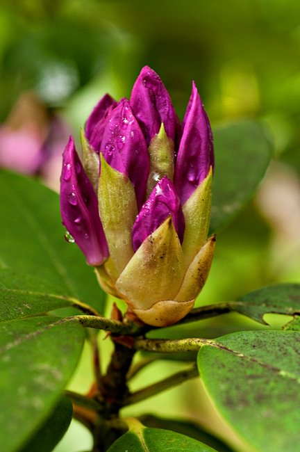 [Purple+Rhododendron2.jpg]