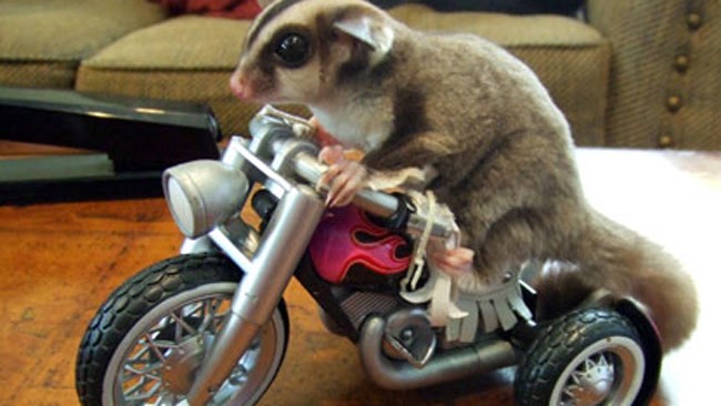 SUGAR GLIDERS: How to Take Care of Your Sugar Glider