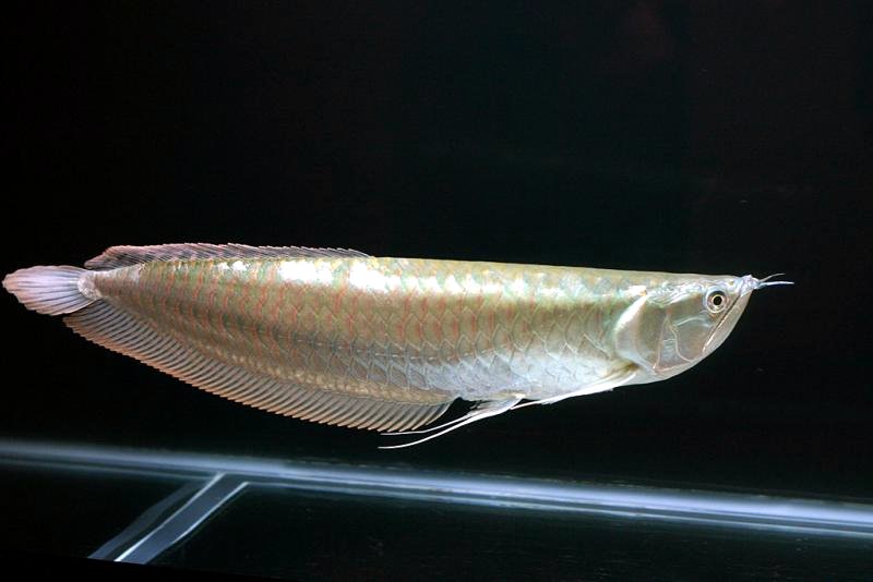 Arowana: Types of Arowana