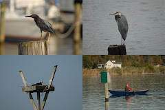 CHESAPEAKE BAY